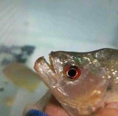 虎魚眼睛腫了：虎魚眼睛腫了了