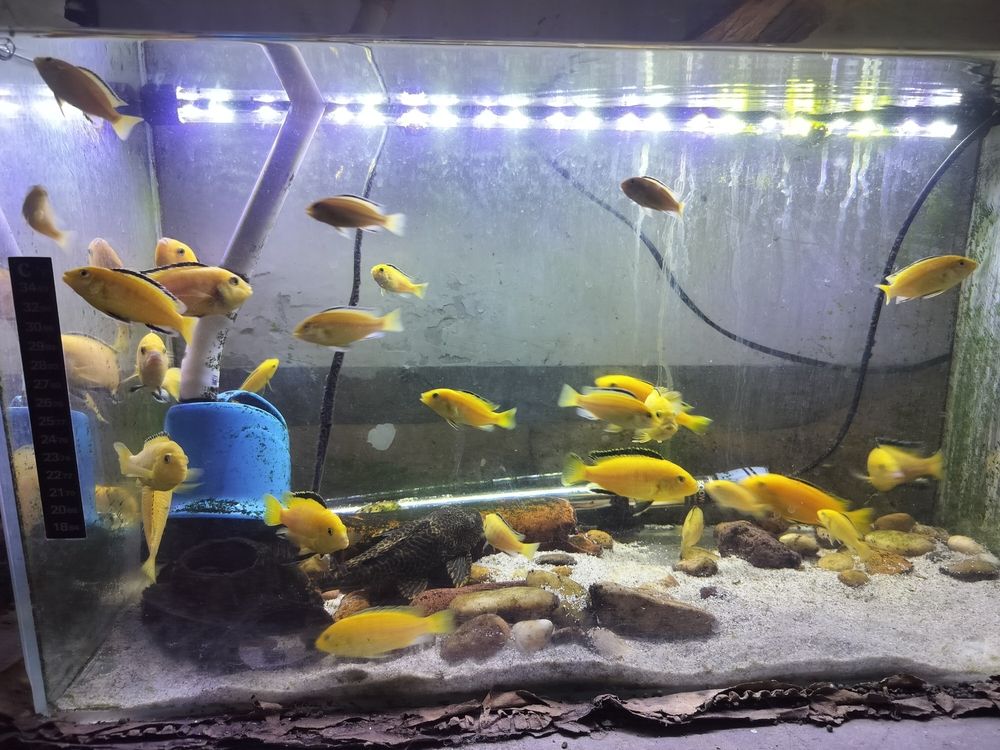 門口的花開的如此鮮艷 門口的花開的如此鮮艷 龍魚論壇 第2張