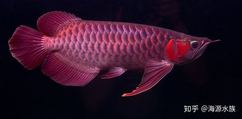 龍魚(yú)不正常的幾個(gè)狀態(tài)是什么樣的
