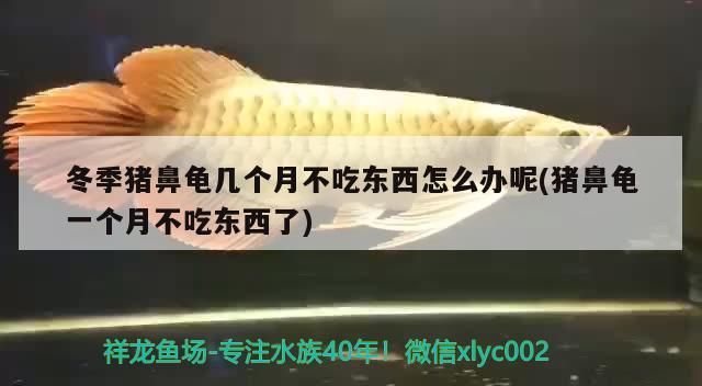 冬季豬鼻龜幾個(gè)月不吃東西怎么辦呢(豬鼻龜一個(gè)月不吃東西了)