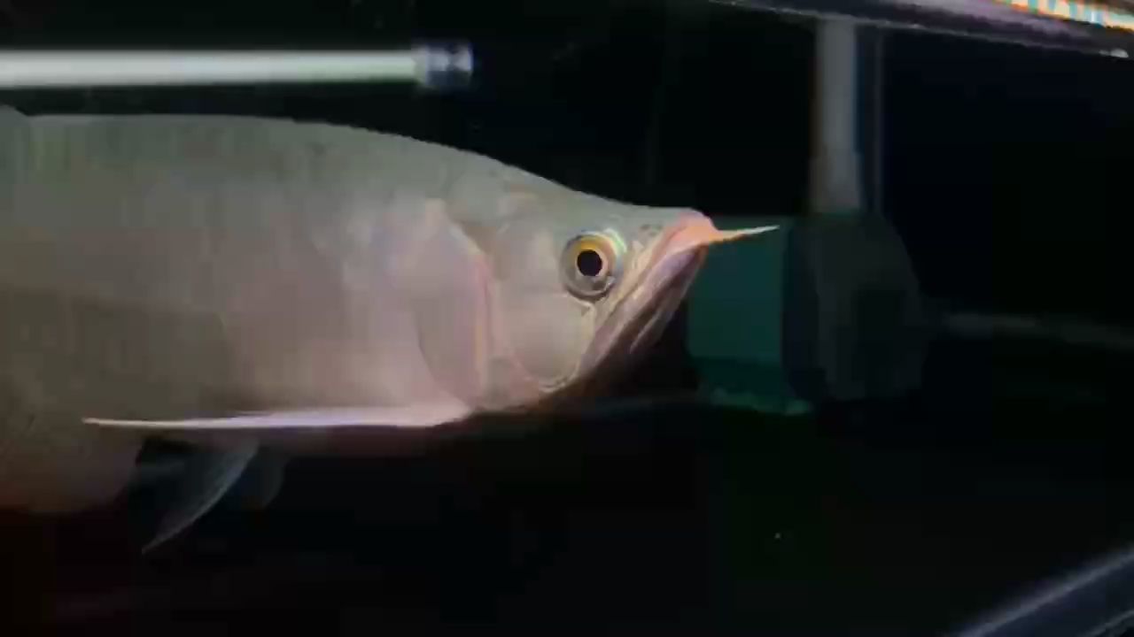 白 白 龍魚論壇