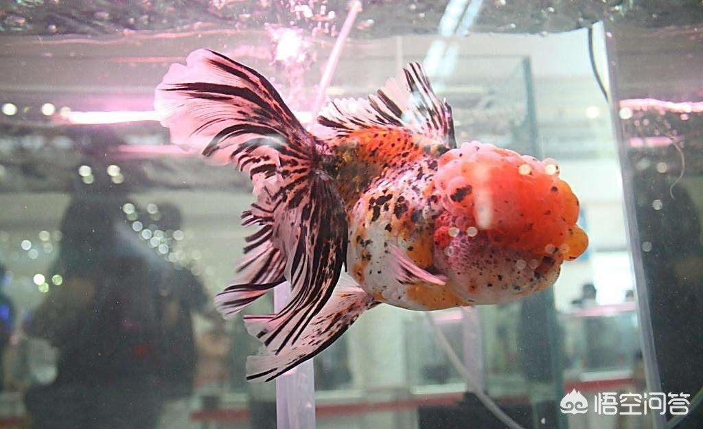 80的魚缸能養幾條金魚：一個長80厘米的魚缸適合養幾條金魚