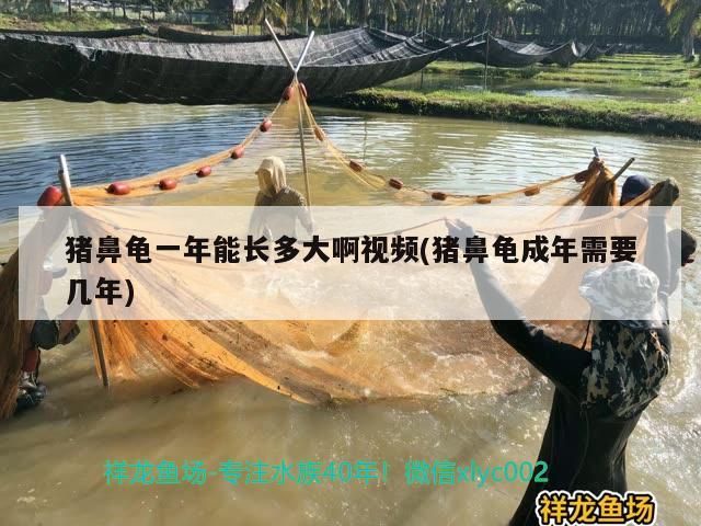 豬鼻龜一年能長多大啊視頻(豬鼻龜成年需要幾年)