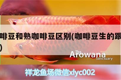 生咖啡豆和熟咖啡豆區別(咖啡豆生的跟熟的區別) 生咖啡豆和熟咖啡豆區別(咖啡豆生的跟熟的區別) 馬來西亞咖啡