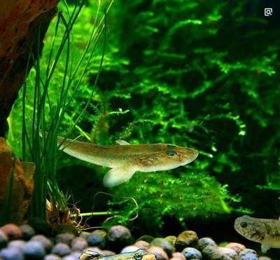 最大的蝦虎魚(yú)種類(lèi)：最大的蝦虎魚(yú)種類(lèi)是什么