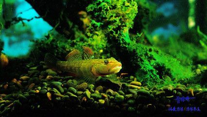 最大的蝦虎魚(yú)種類(lèi)：最大的蝦虎魚(yú)種類(lèi)是什么