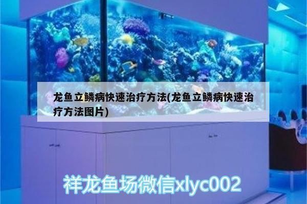 龍魚立鱗治好了結果趴缸了怎么回事vs祥龍魚場：龍魚立鱗病治愈后出現趴缸現象