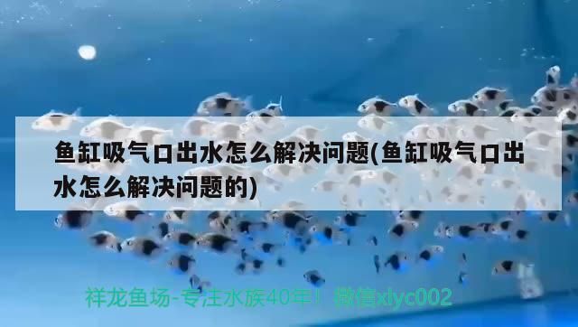 魚缸吸氣口出水怎么解決問題(魚缸吸氣口出水怎么解決問題的) 魚缸吸氣口出水怎么解決問題(魚缸吸氣口出水怎么解決問題的) 金龍魚百科