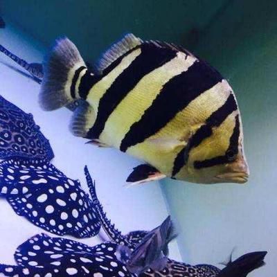 虎魚身形怎么培養(yǎng)：虎魚的身形怎么培養(yǎng) 虎魚身形怎么培養(yǎng)：虎魚的身形怎么培養(yǎng) 虎魚百科 第3張