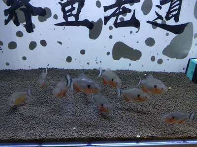 虎魚身形怎么培養(yǎng):虎魚的身形怎么培養(yǎng) 虎魚百科 第2張 虎魚身形怎么培養(yǎng):虎魚的身形怎么培養(yǎng) 虎魚身形怎么培養(yǎng):虎魚的身形怎么培養(yǎng) 虎魚百科 第2張