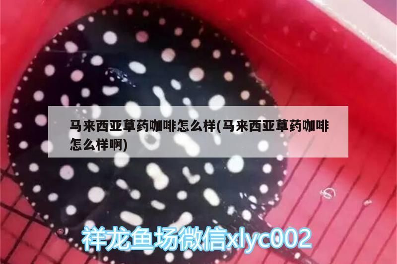 馬來西亞草藥咖啡怎么樣(馬來西亞草藥咖啡怎么樣啊)