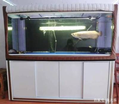 彩蝶魟魚缸官方網站 彩蝶魟魚缸官方網站 魟魚百科 第3張