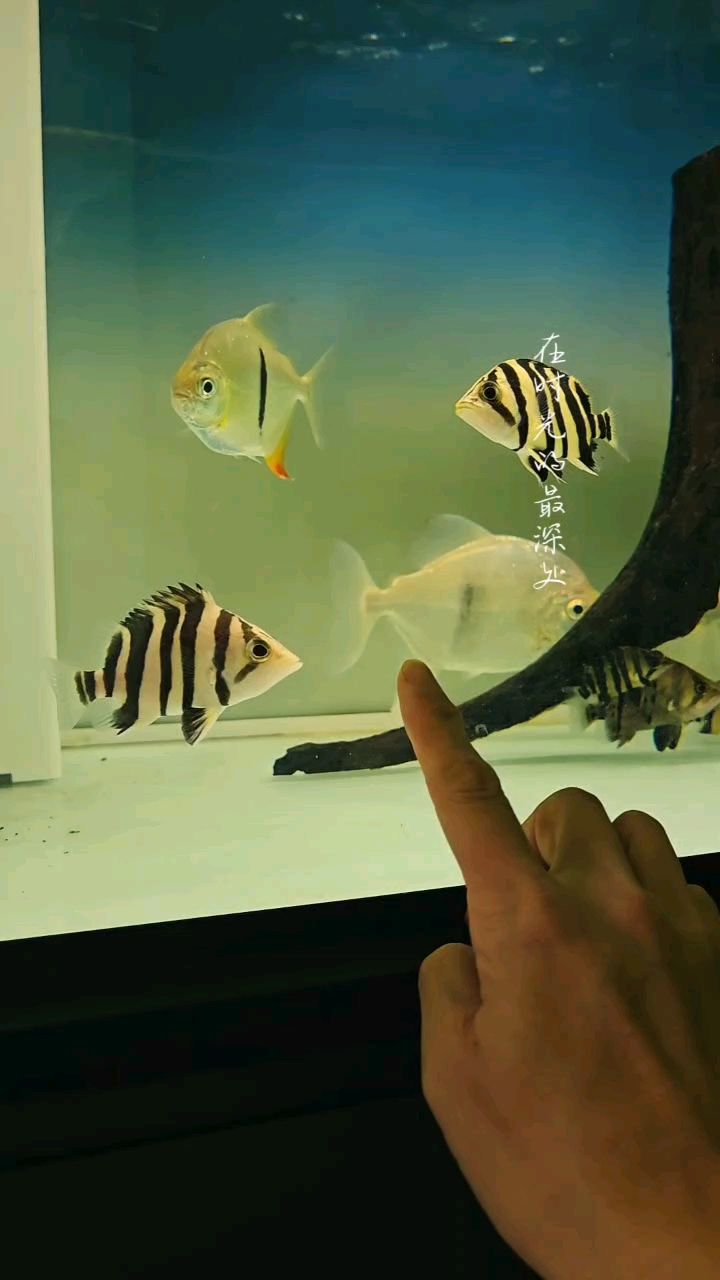 這么明的虎頭一次見，還有個連背的
