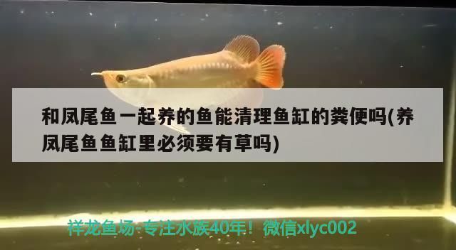 和鳳尾魚一起養(yǎng)的魚能清理魚缸的糞便嗎(養(yǎng)鳳尾魚魚缸里必須要有草嗎) 和鳳尾魚一起養(yǎng)的魚能清理魚缸的糞便嗎(養(yǎng)鳳尾魚魚缸里必須要有草嗎) 可麗愛魚缸