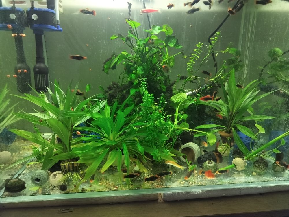 弄點(diǎn)新水草