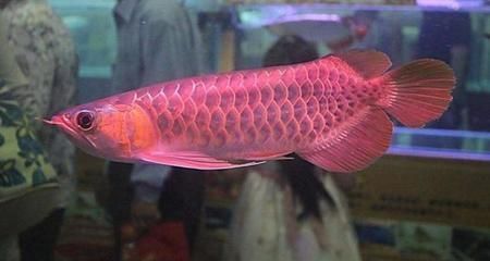 海水魚紅龍幼魚