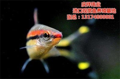 觀賞魚苗養殖技術視頻（觀賞魚養殖技術的起源和發展歷程）