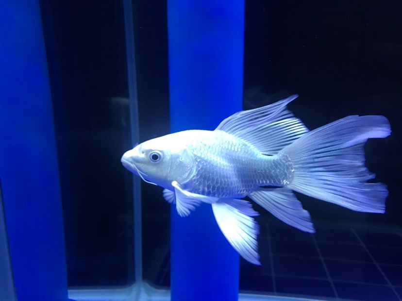 30公分蝴蝶鯉在1,5米的魚缸能喂幾條：1.5米的魚缸養(yǎng)幾條蝴蝶鯉 30公分蝴蝶鯉在1,5米的魚缸能喂幾條：1.5米的魚缸養(yǎng)幾條蝴蝶鯉 魚缸百科 第1張