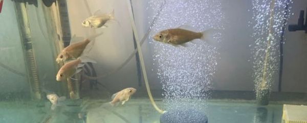 30公分蝴蝶鯉在1,5米的魚缸能喂幾條：1.5米的魚缸養(yǎng)幾條蝴蝶鯉 30公分蝴蝶鯉在1,5米的魚缸能喂幾條：1.5米的魚缸養(yǎng)幾條蝴蝶鯉 魚缸百科 第2張