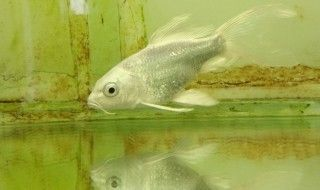 30公分蝴蝶鯉在1,5米的魚缸能喂幾條：1.5米的魚缸養(yǎng)幾條蝴蝶鯉 30公分蝴蝶鯉在1,5米的魚缸能喂幾條：1.5米的魚缸養(yǎng)幾條蝴蝶鯉 魚缸百科 第4張