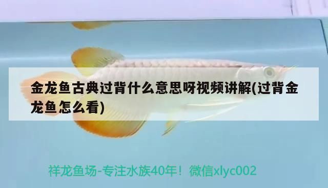 金龍魚古典過背什么意思呀視頻講解(過背金龍魚怎么看)