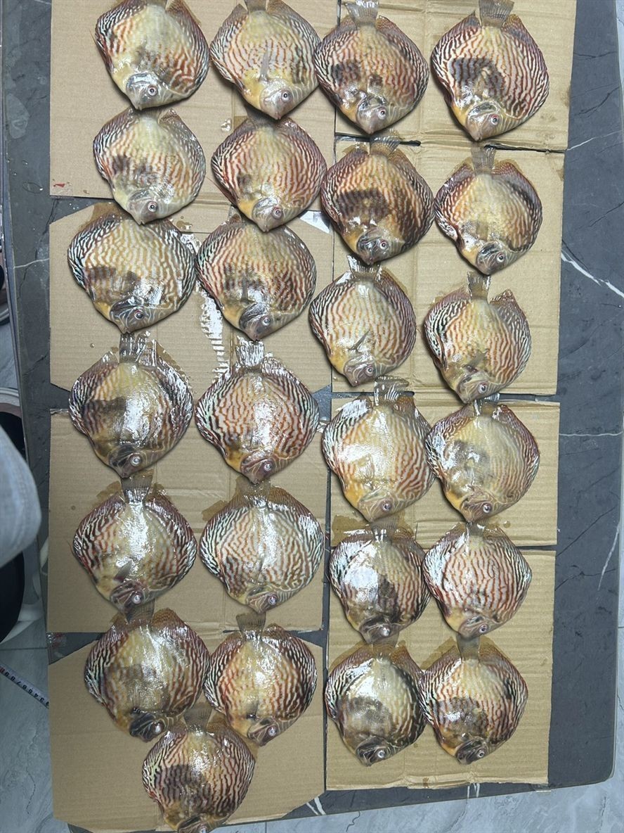 從魚苗養到16加，養了兩年多，從一百多條精挑了25 條，培養未來種魚，Tmd沒想到今天卻被“仟魚”給玩了。[daku][daku][daku]，真他媽的坑[bishi][bishi][bishi]
