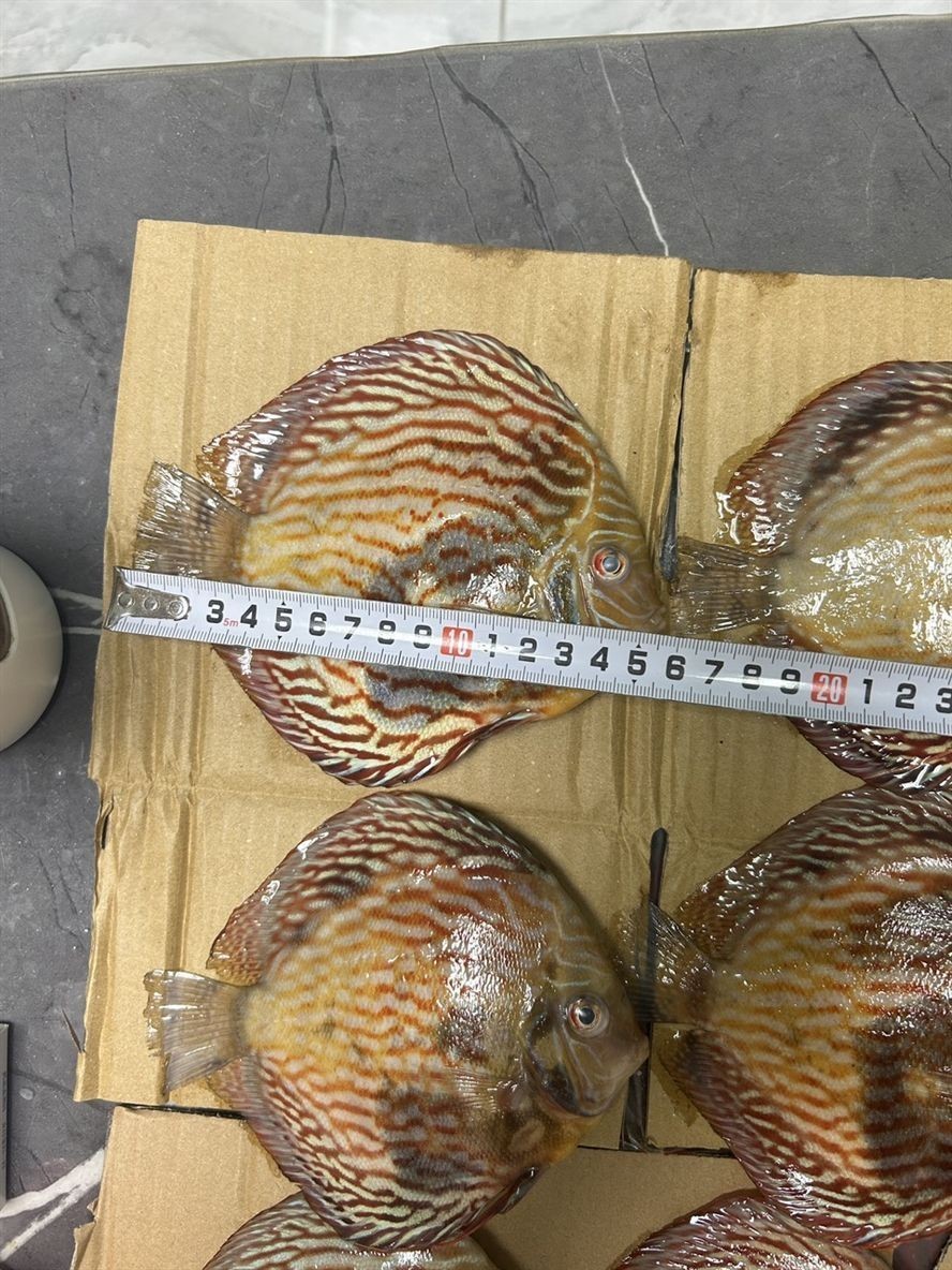 從魚苗養到16加，養了兩年多，從一百多條精挑了25 條，培養未來種魚，Tmd沒想到今天卻被“仟魚”給玩了。[daku][daku][daku]，真他媽的坑[bishi][bishi][bishi]