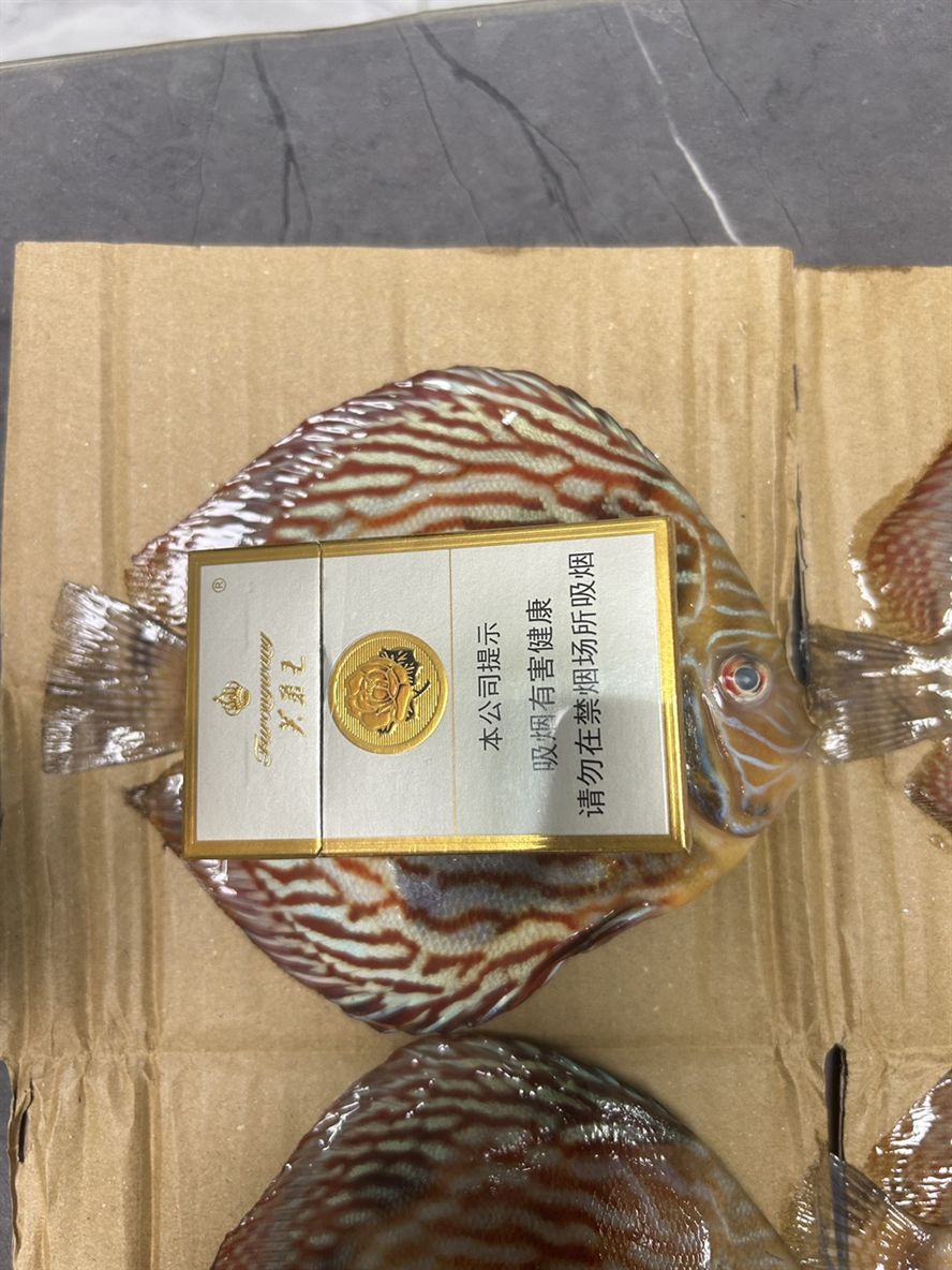 從魚苗養到16加，養了兩年多，從一百多條精挑了25 條，培養未來種魚，Tmd沒想到今天卻被“仟魚”給玩了。[daku][daku][daku]，真他媽的坑[bishi][bishi][bishi]