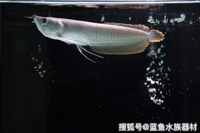 龍魚快養怎么喂:龍魚快養怎么喂龍魚快養怎么喂龍魚快養怎么喂 龍魚百科 第1張 龍魚快養怎么喂:龍魚快養怎么喂龍魚快養怎么喂龍魚快養怎么喂 龍魚快養怎么喂:龍魚快養怎么喂龍魚快養怎么喂龍魚快養怎么喂 龍魚百科 第1張