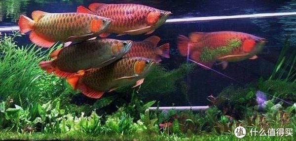 龍魚快養怎么喂：龍魚快養怎么喂龍魚快養怎么喂龍魚快養怎么喂 龍魚快養怎么喂：龍魚快養怎么喂龍魚快養怎么喂龍魚快養怎么喂 龍魚百科 第4張
