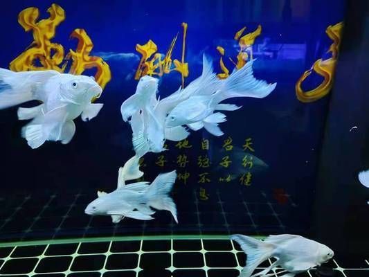 30cm的魚缸可以養(yǎng)蝴蝶鯉嗎：30cm的魚缸不適合養(yǎng)蝴蝶鯉，建議選擇一個更大一些的魚缸