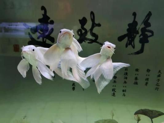 30cm的魚缸可以養(yǎng)蝴蝶鯉嗎：30cm的魚缸不適合養(yǎng)蝴蝶鯉，建議選擇一個更大一些的魚缸