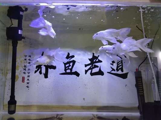 30cm的魚缸可以養(yǎng)蝴蝶鯉嗎：30cm的魚缸不適合養(yǎng)蝴蝶鯉，建議選擇一個更大一些的魚缸