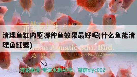 清理魚缸內(nèi)壁哪種魚效果最好呢(什么魚能清理魚缸壁) 清理魚缸內(nèi)壁哪種魚效果最好呢(什么魚能清理魚缸壁) 可麗愛魚缸