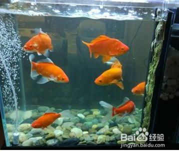 上海亞彩魚缸價格（上海亞彩魚缸價格表） 上海亞彩魚缸價格（上海亞彩魚缸價格表） 觀賞魚百科