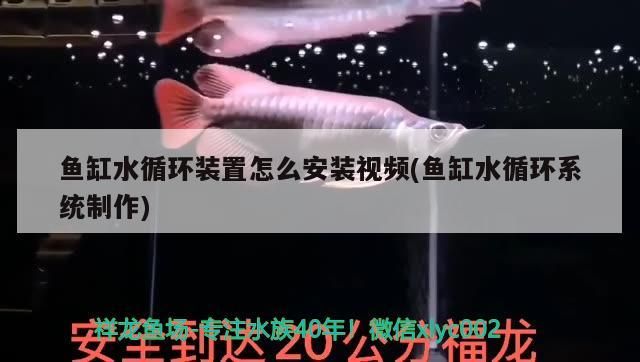 印尼虎魚多少溫度飼養(yǎng)最好:印尼虎魚多少溫度飼養(yǎng)最好印尼虎魚多少溫度飼養(yǎng)最好 魚缸水循環(huán)裝置怎么安裝視頻(魚缸水循環(huán)系統(tǒng)制作) iwish愛唯希品牌魚缸 魚缸水循環(huán)裝置怎么安裝視頻(魚缸水循環(huán)系統(tǒng)制作) 魚缸水循環(huán)裝置怎么安裝視頻(魚缸水循環(huán)系統(tǒng)制作) iwish愛唯希品牌魚缸