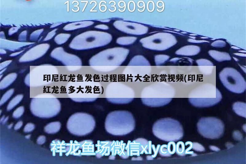 印尼紅龍魚發色過程圖片大全欣賞視頻(印尼紅龍魚多大發色)
