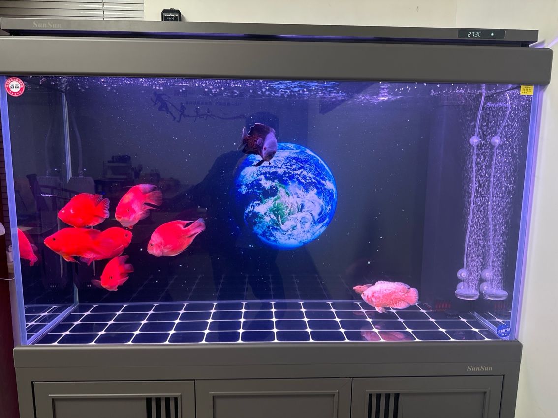 想養(yǎng)龍魚 想養(yǎng)龍魚 龍魚論壇 第1張