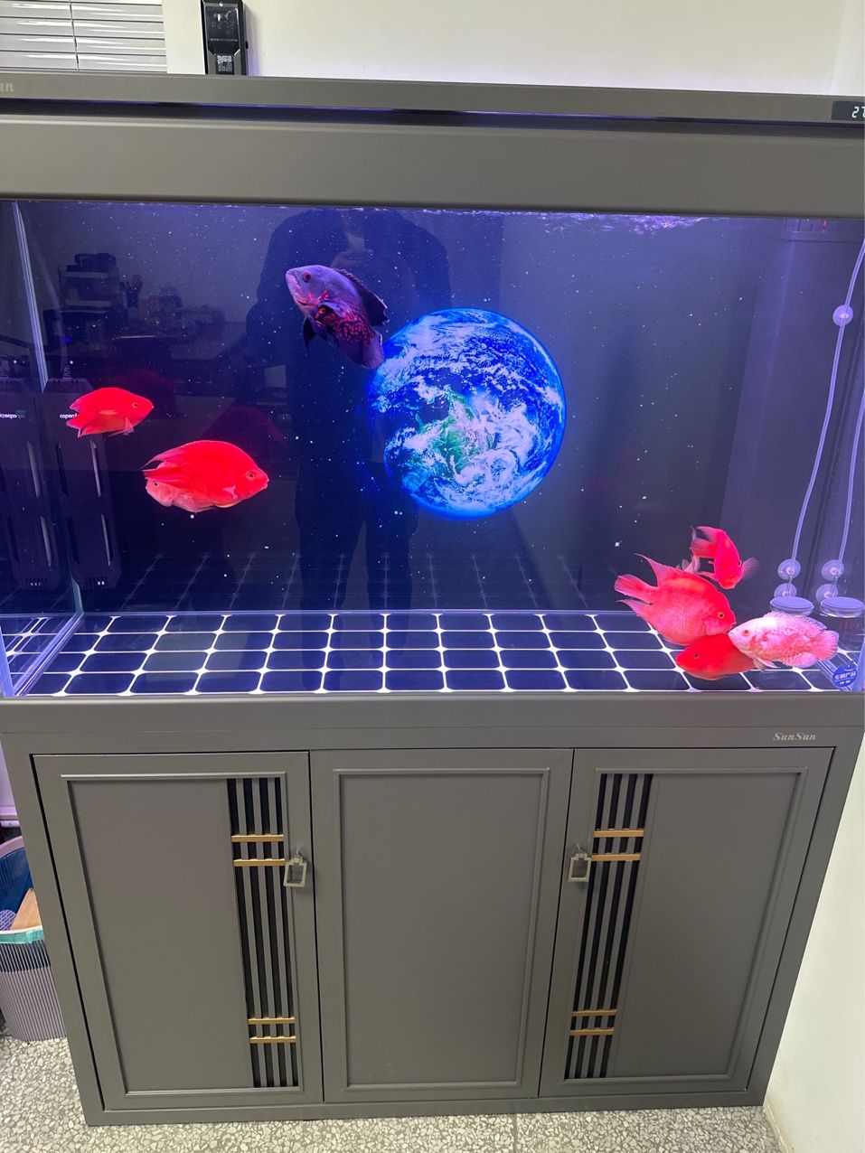 想養(yǎng)龍魚 想養(yǎng)龍魚 龍魚論壇 第2張