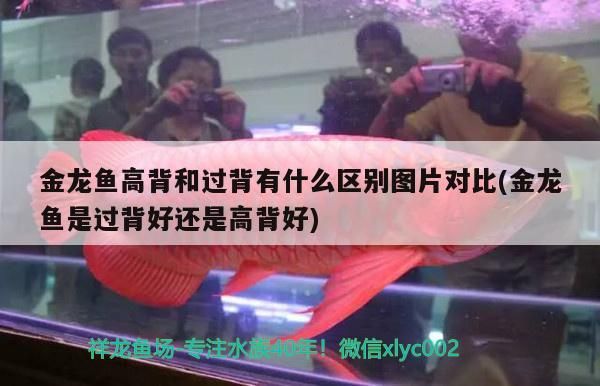 金龍魚高背和過(guò)背有什么區(qū)別圖片對(duì)比(金龍魚是過(guò)背好還是高背好)