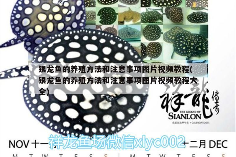 銀龍魚的養(yǎng)殖方法和注意事項(xiàng)圖片視頻教程(銀龍魚的養(yǎng)殖方法和注意事項(xiàng)圖片視頻教程大全)