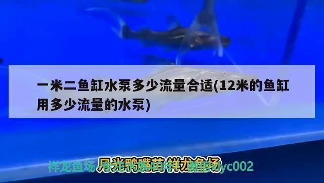 龍魚缸水泵流量選擇vs祥龍魚場：祥龍魚場龍魚缸水泵流量選擇