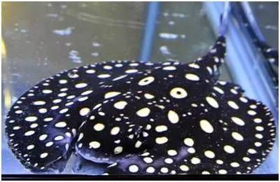 龍魚尾巴長刺怎么辦vs祥龍魚場：龍魚尾巴長刺怎么辦 龍魚尾巴長刺怎么辦vs祥龍魚場：龍魚尾巴長刺怎么辦 vs祥龍魚場 第1張