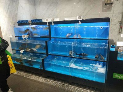 60公分長的魚缸多高合適：60公分的魚缸適合養什么樣的魚
