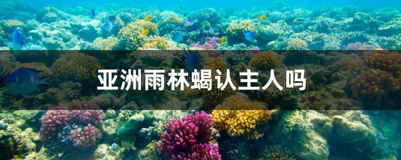 亞洲雨林蝎認主人嗎