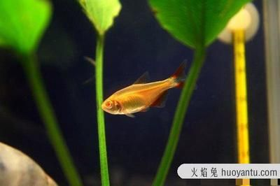 好看兇猛觀賞魚（世界十大最兇猛的觀賞魚品種，羅漢魚兇猛的觀賞魚品種） 好看兇猛觀賞魚（世界十大最兇猛的觀賞魚品種，羅漢魚兇猛的觀賞魚品種） 博特水族 第3張