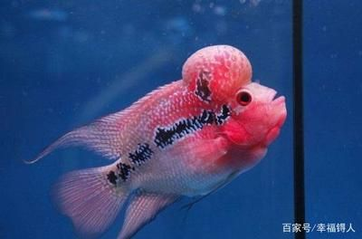 好看兇猛觀賞魚(世界十大最兇猛的觀賞魚品種,羅漢魚兇猛的觀賞魚品種) 博特水族 第4張 好看兇猛觀賞魚(世界十大最兇猛的觀賞魚品種,羅漢魚兇猛的觀賞魚品種) 好看兇猛觀賞魚(世界十大最兇猛的觀賞魚品種,羅漢魚兇猛的觀賞魚品種) 博特水族 第4張