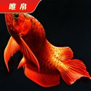 金龍魚紅龍魚藍底龍魚哪個便宜：金龍魚、紅龍魚和藍底龍魚價格差異取決于多個因素