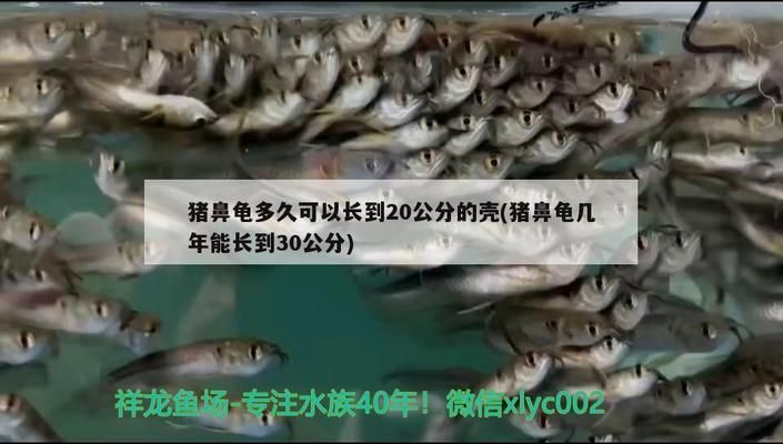豬鼻龜多久能長大一點：關于豬鼻龜的養殖 豬鼻龜多久能長大一點：關于豬鼻龜的養殖 豬鼻龜百科 第2張