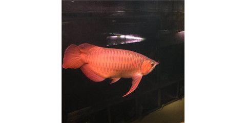 紅龍魚喂什么好養：紅龍魚喂養的詳細信息和建議紅龍魚喂養的詳細信息 紅龍魚喂什么好養：紅龍魚喂養的詳細信息和建議紅龍魚喂養的詳細信息 紅龍魚百科 第4張
